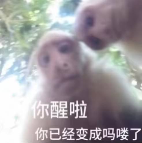 白毛和黑网袜不可兼得3