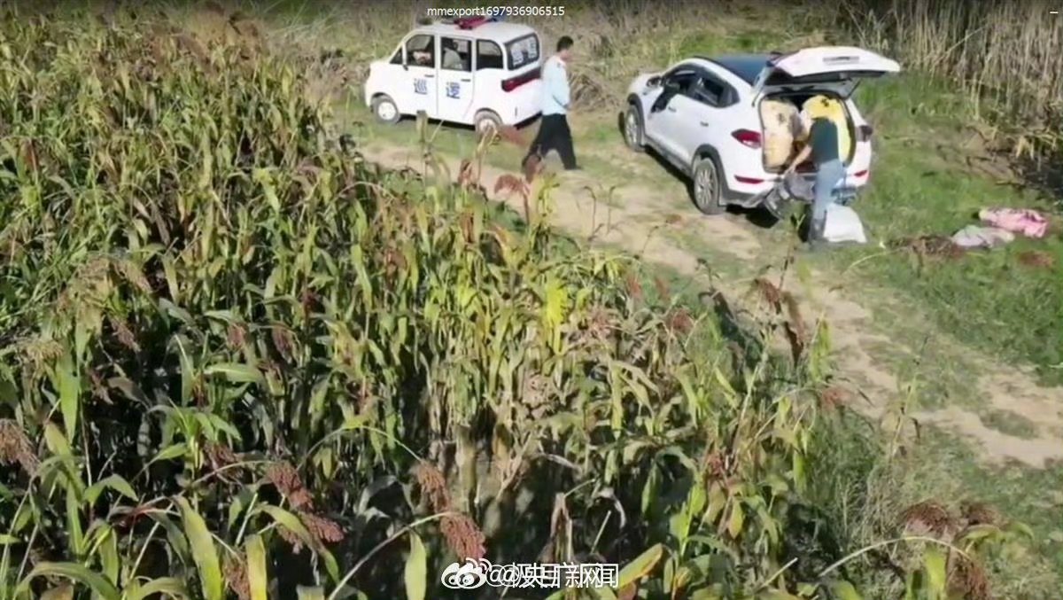 网友发布视频称河南信阳有执法人员带人偷红高粱1