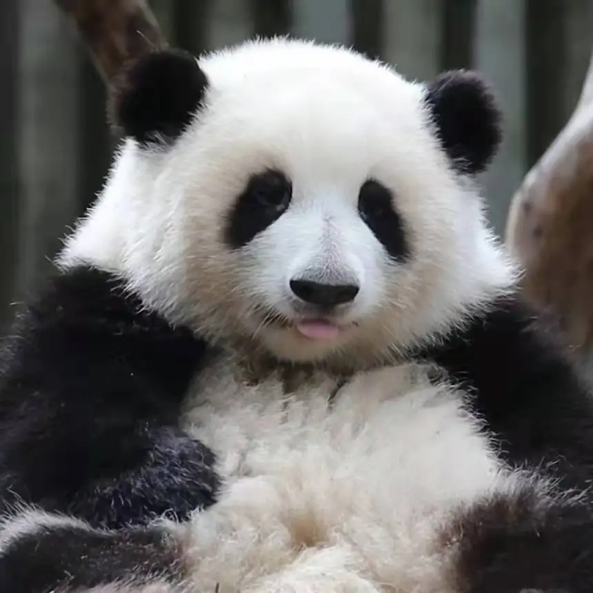 话说策划说的获取新白金徽章的途径是啥1