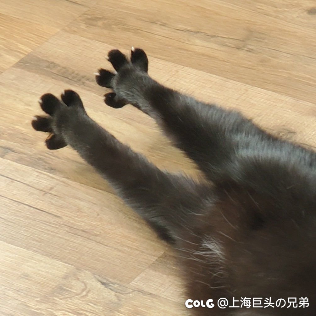 今日猫猫10.221