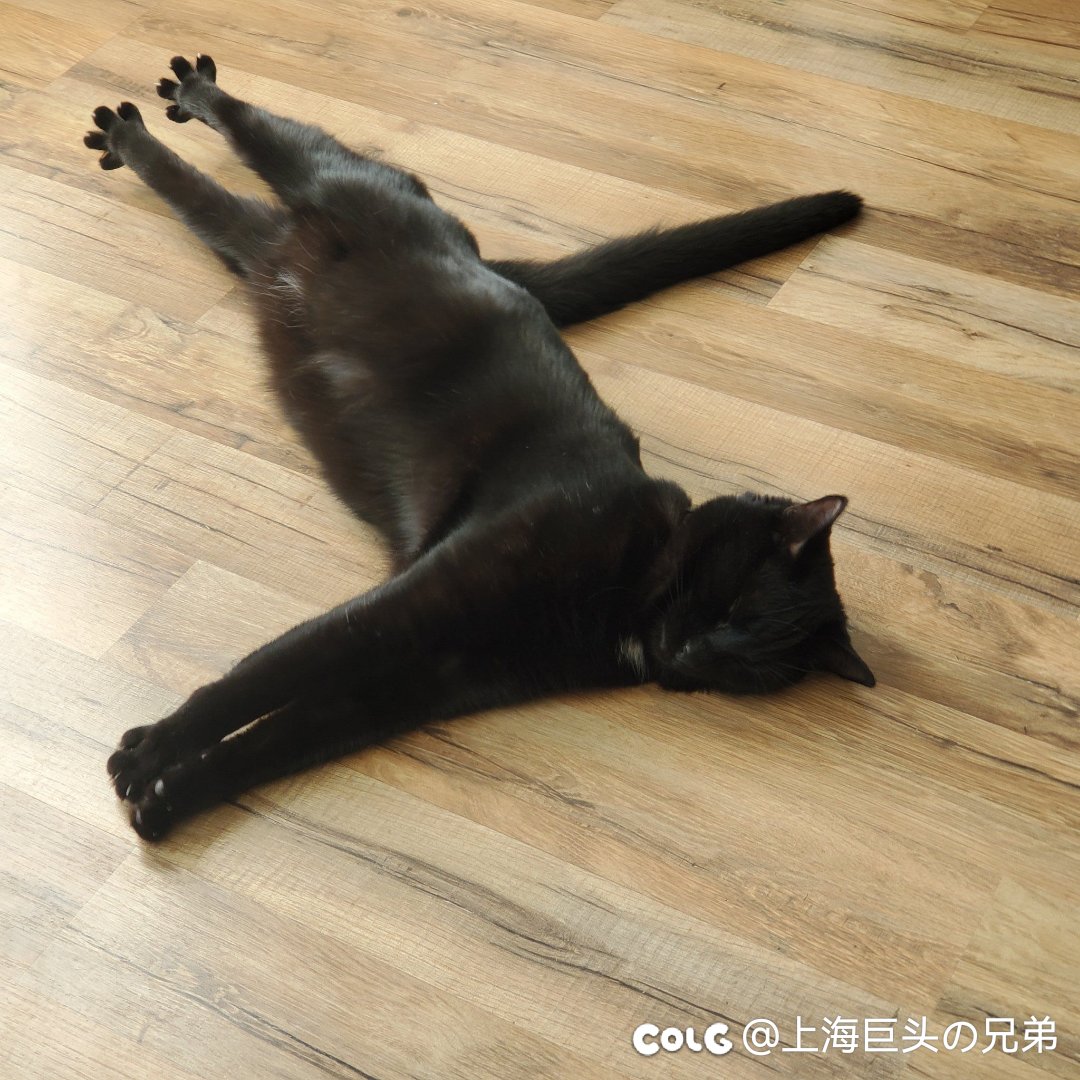 今日猫猫10.222