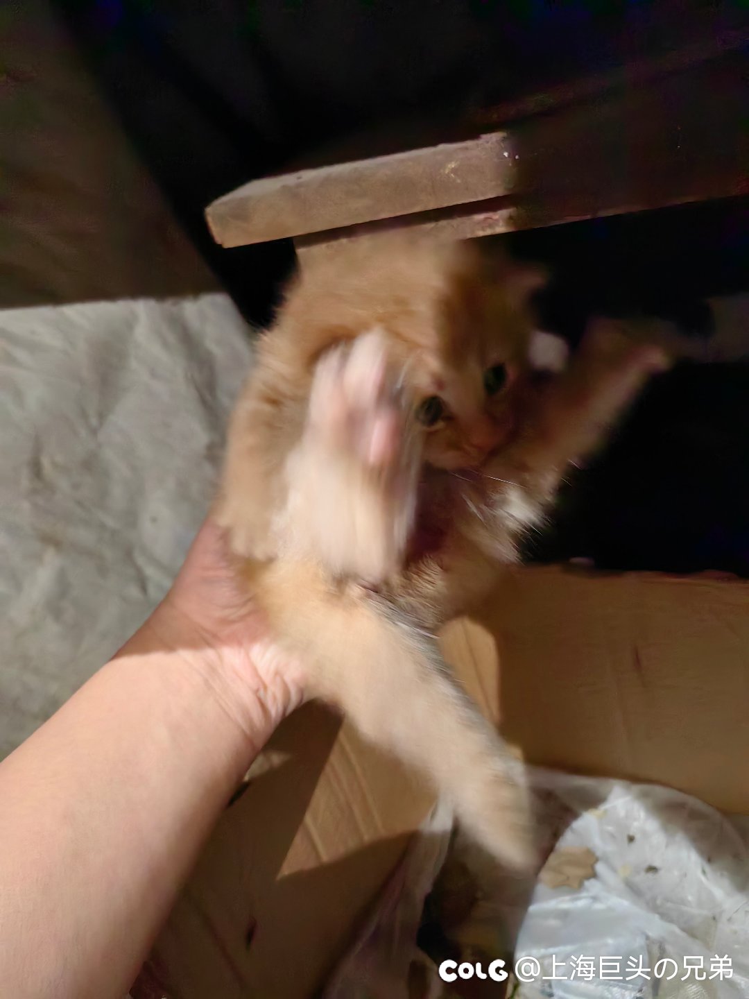 今日猫猫10.263
