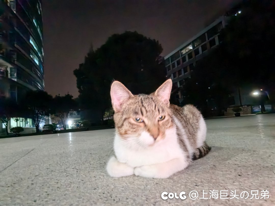 今日猫猫10.281