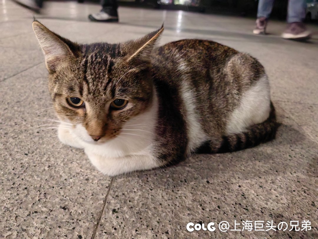 今日猫猫10.282