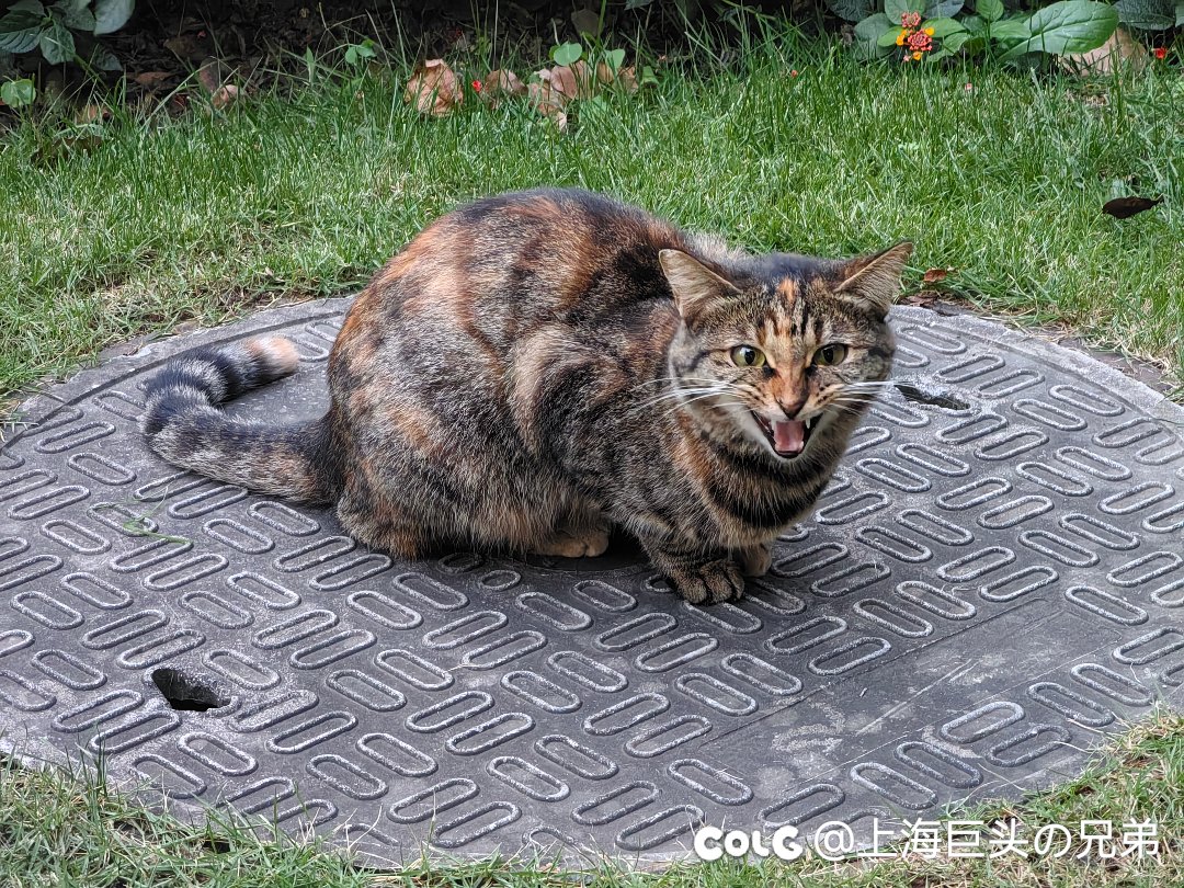 今日猫猫10.311
