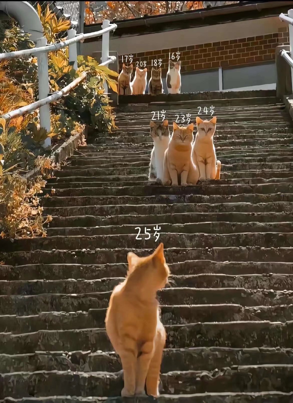 旅居人间二十五载2