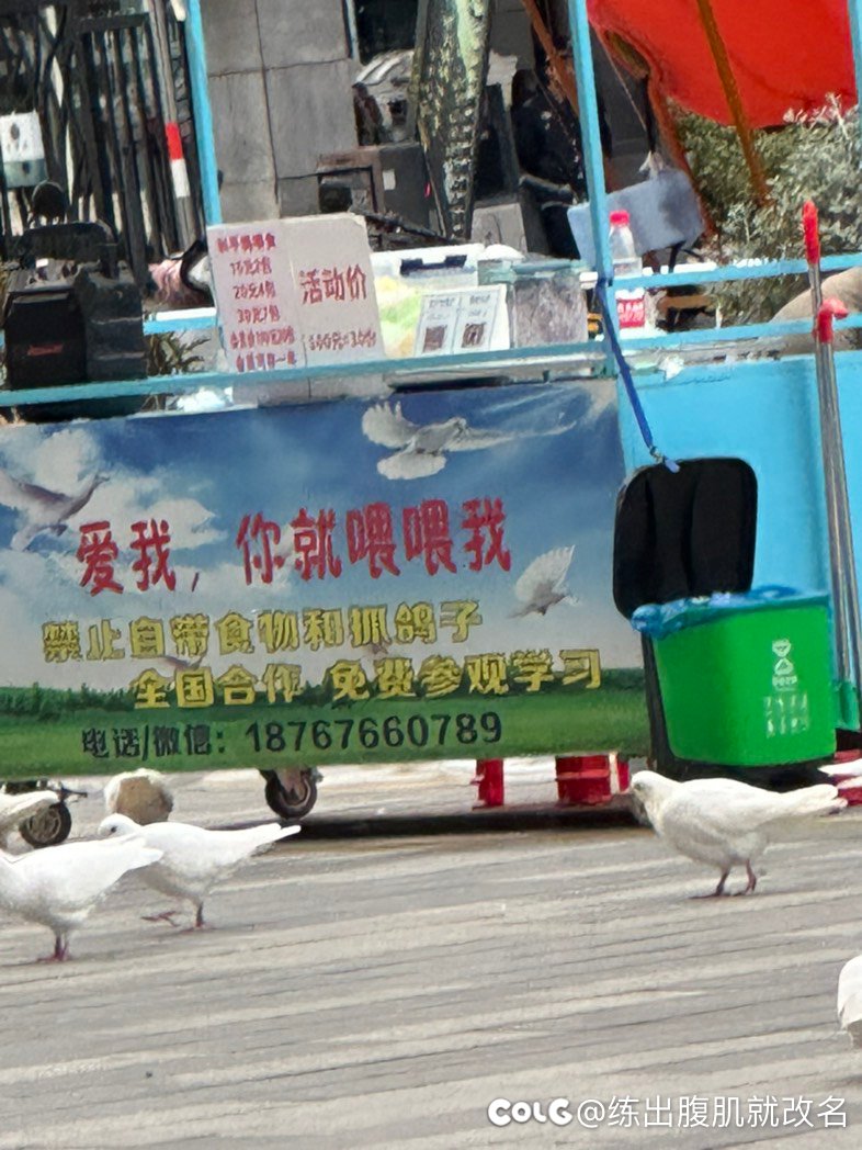 买我的饲料喂我的🕊️1