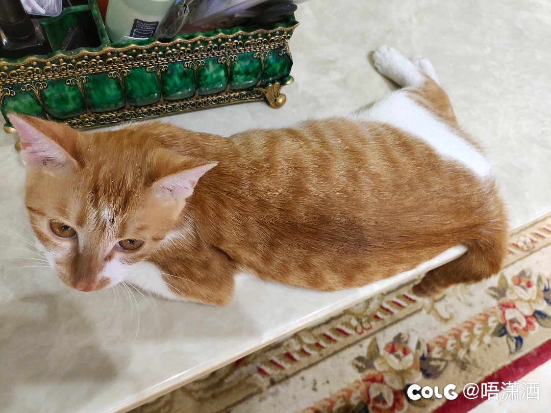 水猫混分贴：半身橘二胎了，又是橘座的2