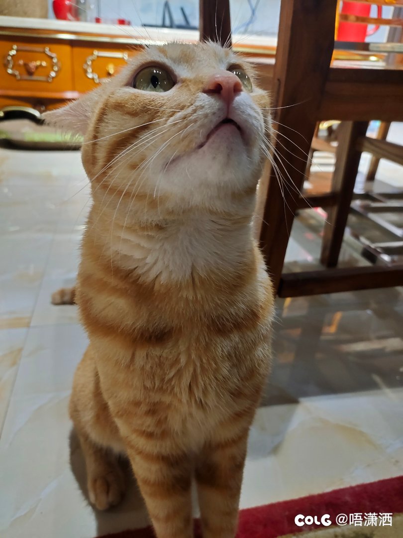水猫混分贴：半身橘二胎了，又是橘座的3