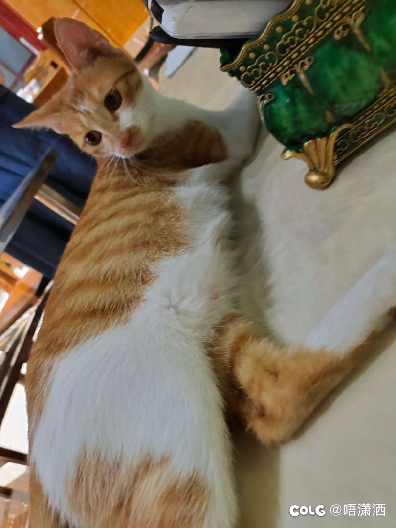 水猫混分贴：刚生2个月不到这就二胎了？是时候嘎了大橘蛋蛋2