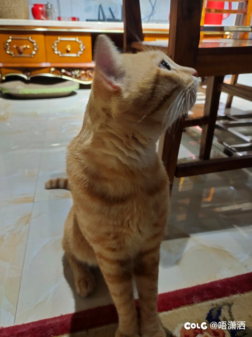 水猫混分贴：刚生2个月不到这就二胎了？是时候嘎了大橘蛋蛋4
