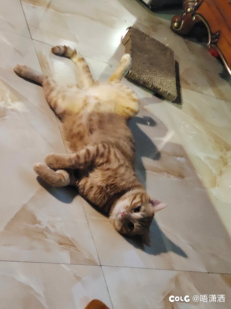 水猫混分贴：刚生2个月不到这就二胎了？是时候嘎了大橘蛋蛋3