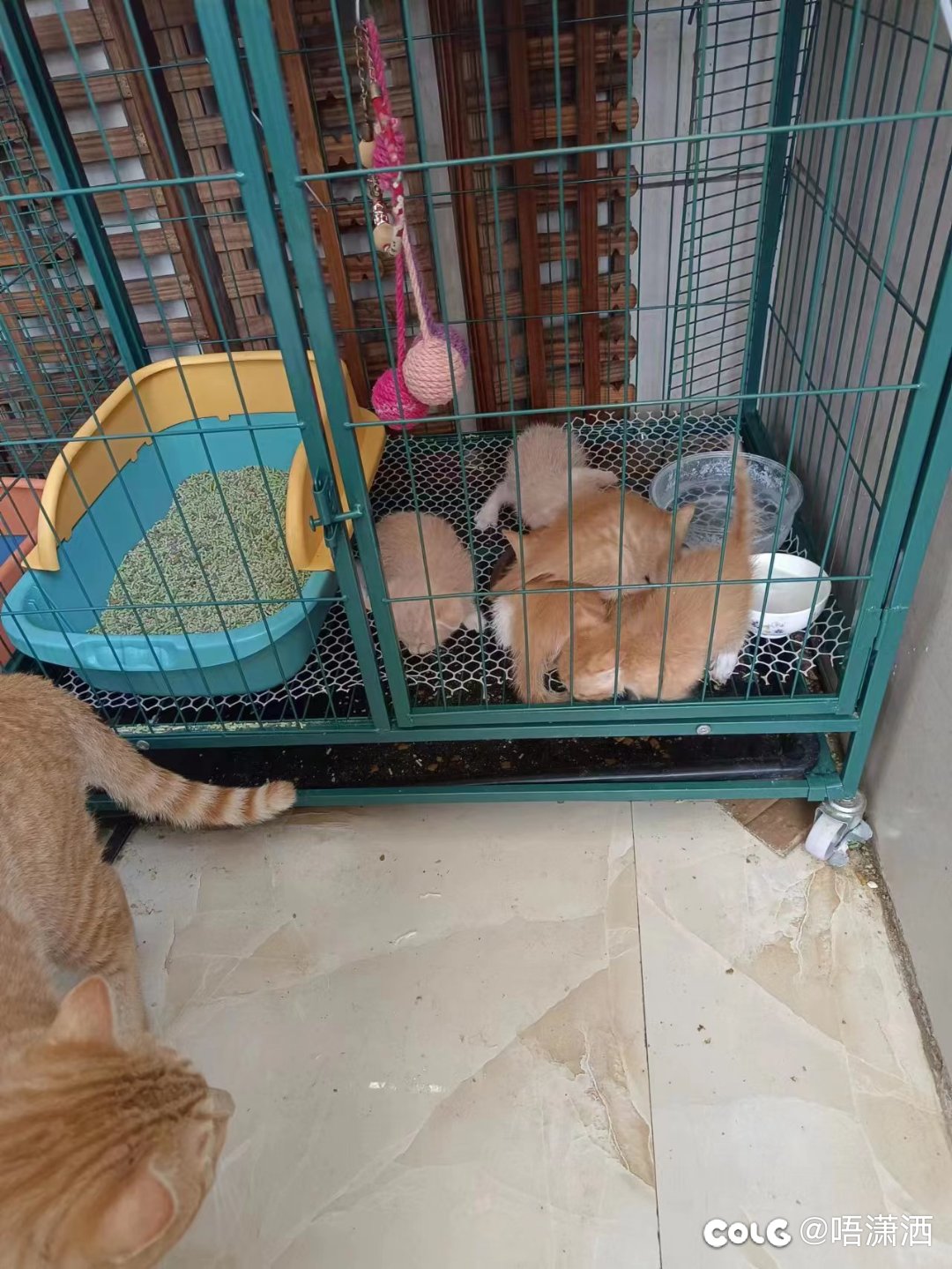 水猫混分贴：这一窝小的还在笼子里，眼见母猫肚子又慢慢大起来...2