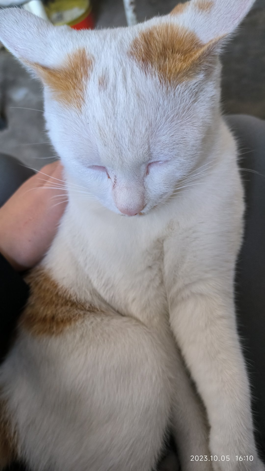 猫是不是睡着了，草1