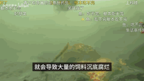 全国各地的禁渔区内，都有人在公开钓鱼8