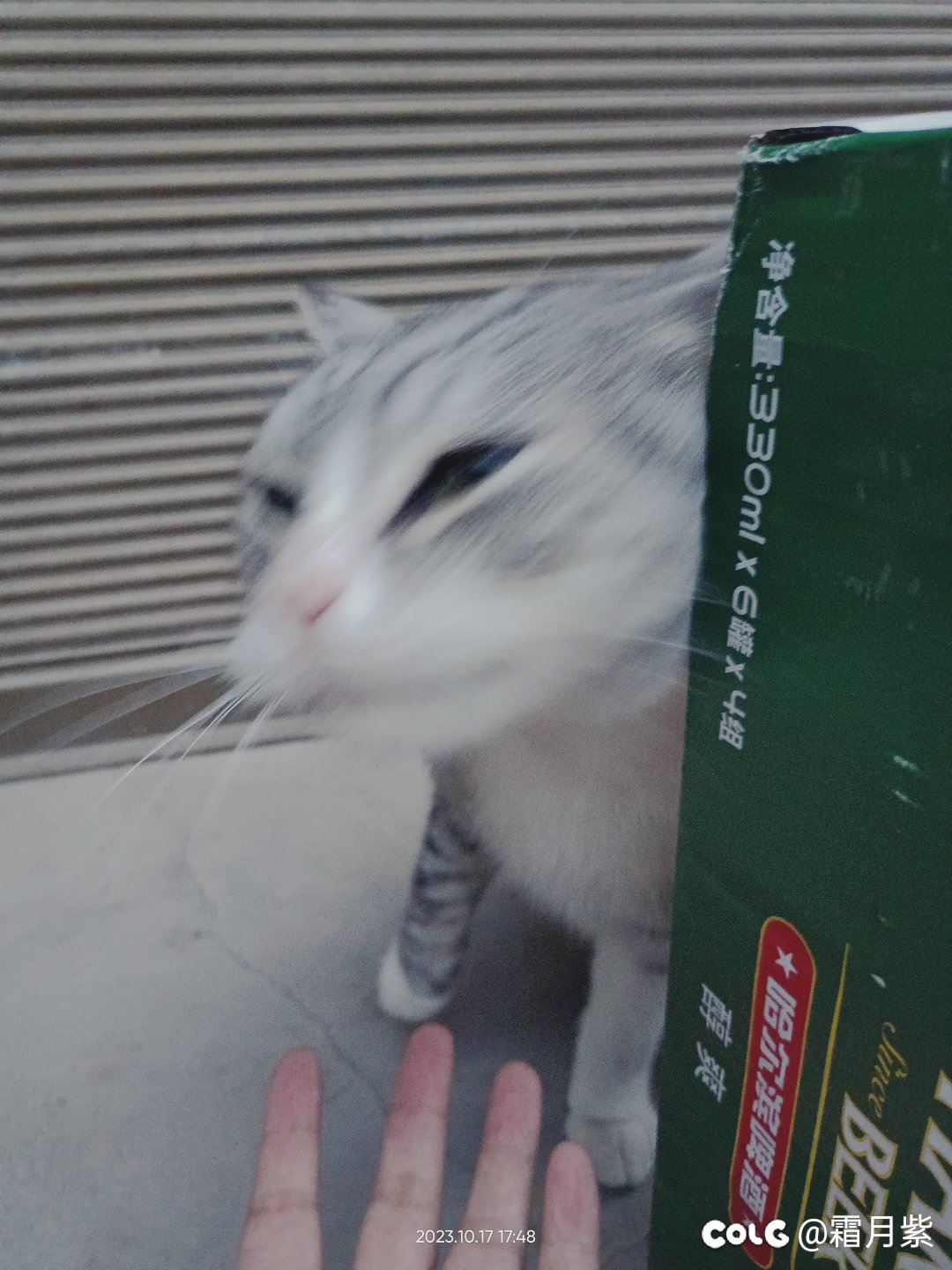 又被猫缠上了6