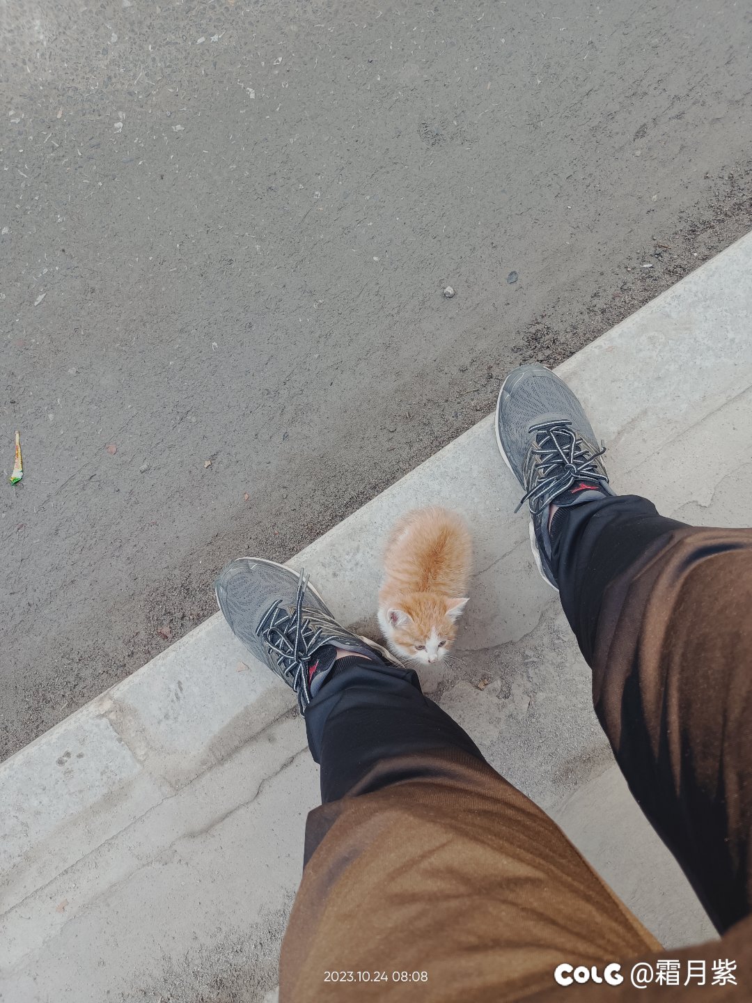 又被猫碰瓷了1