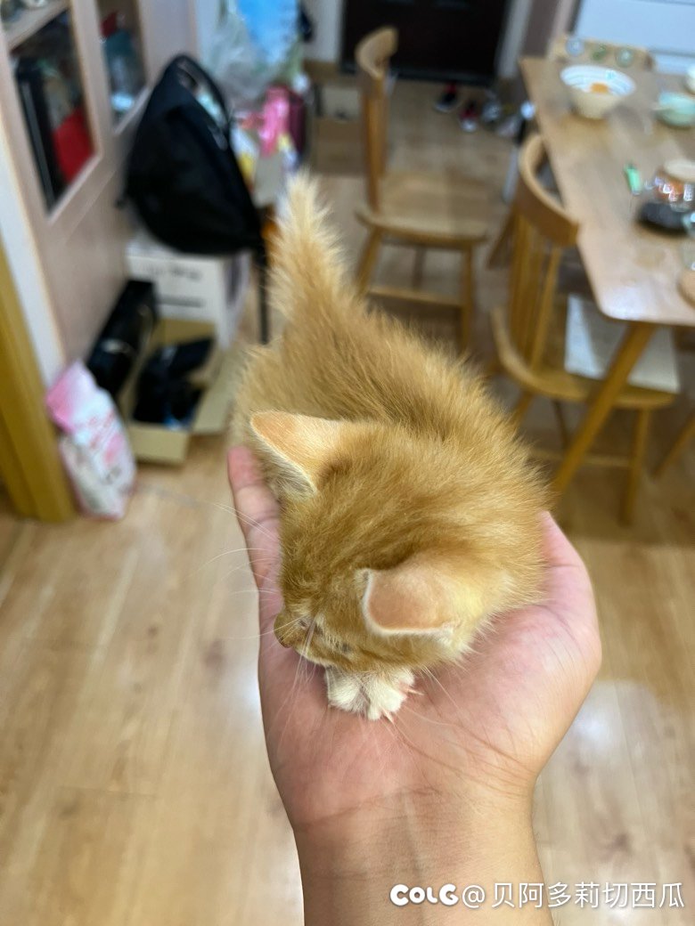邻居送了一只小橘猫2