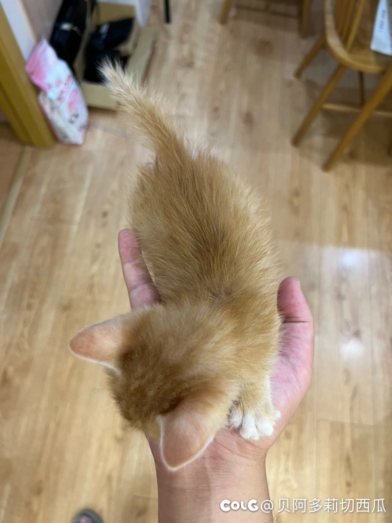 邻居送了一只小橘猫3