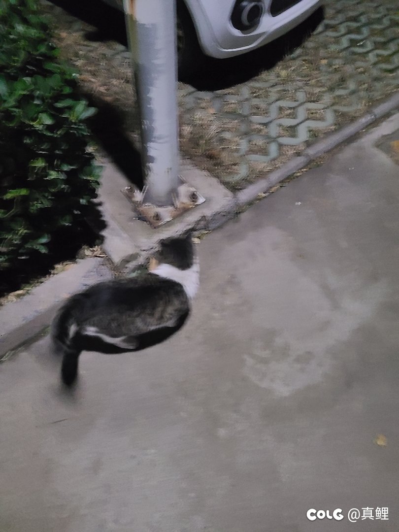看猪2
