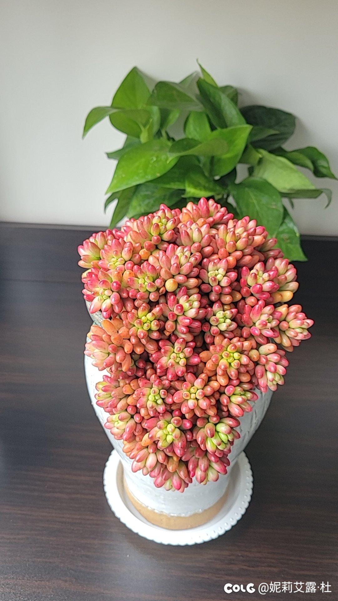 新买的花花1