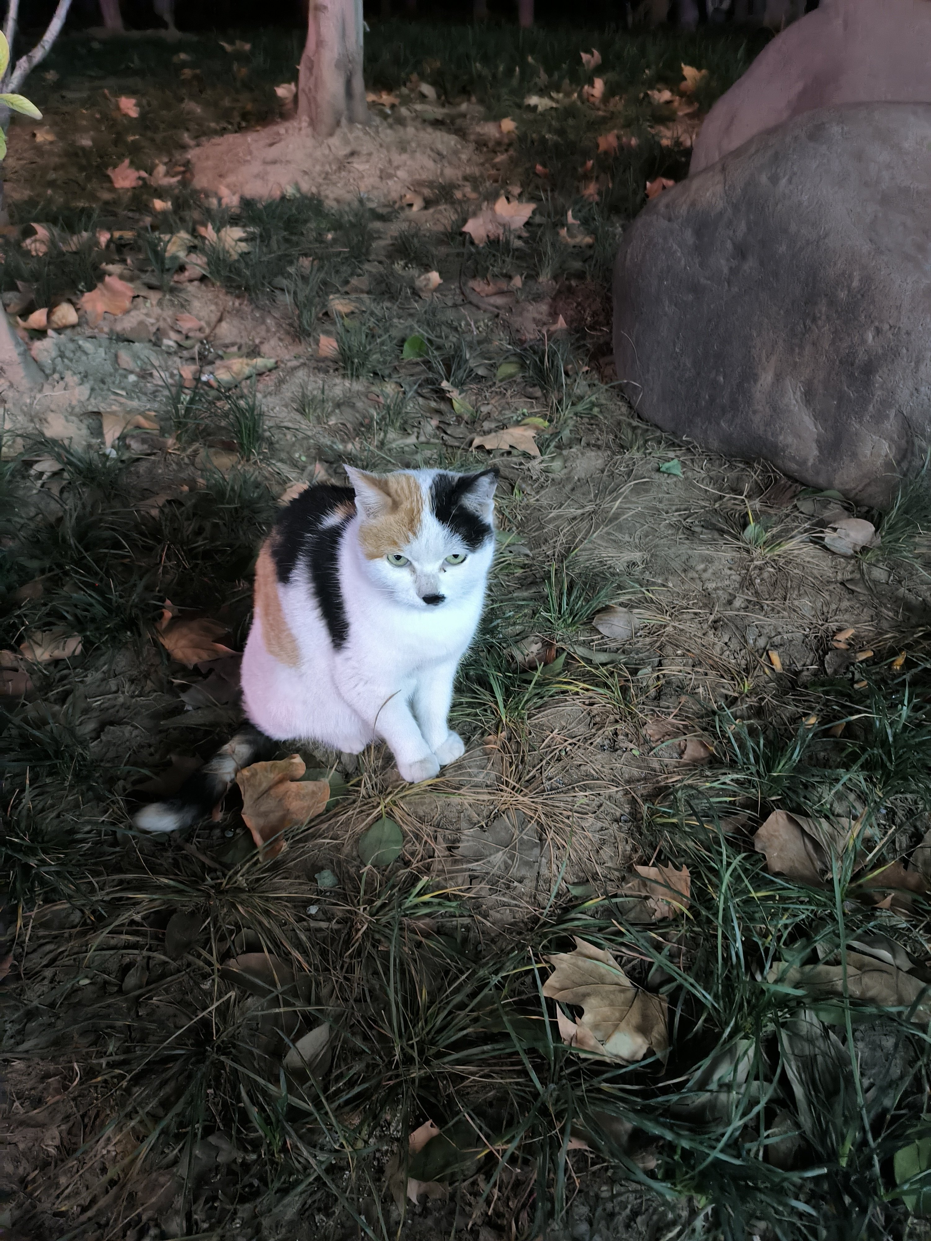 路边的猫猫随便摸1