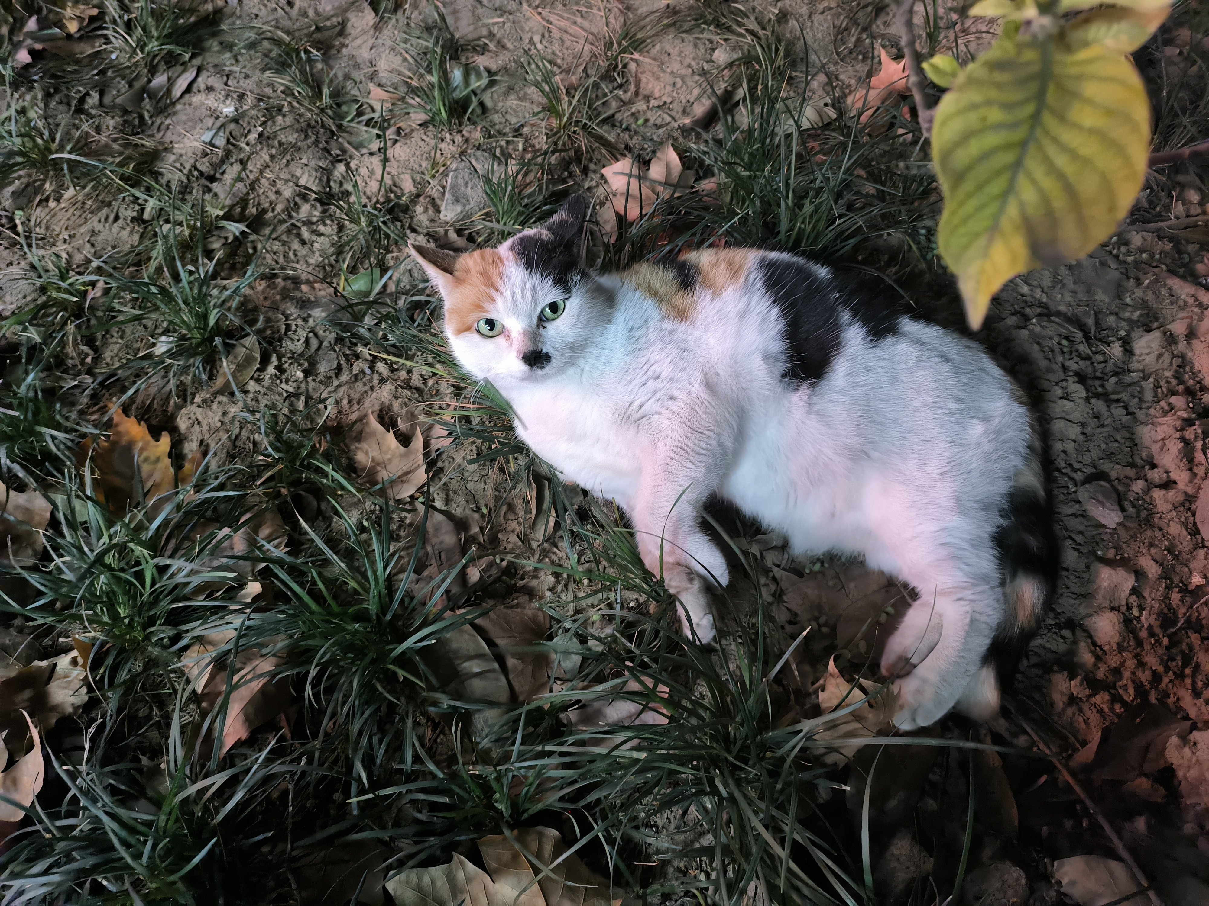 路边的猫猫随便摸2