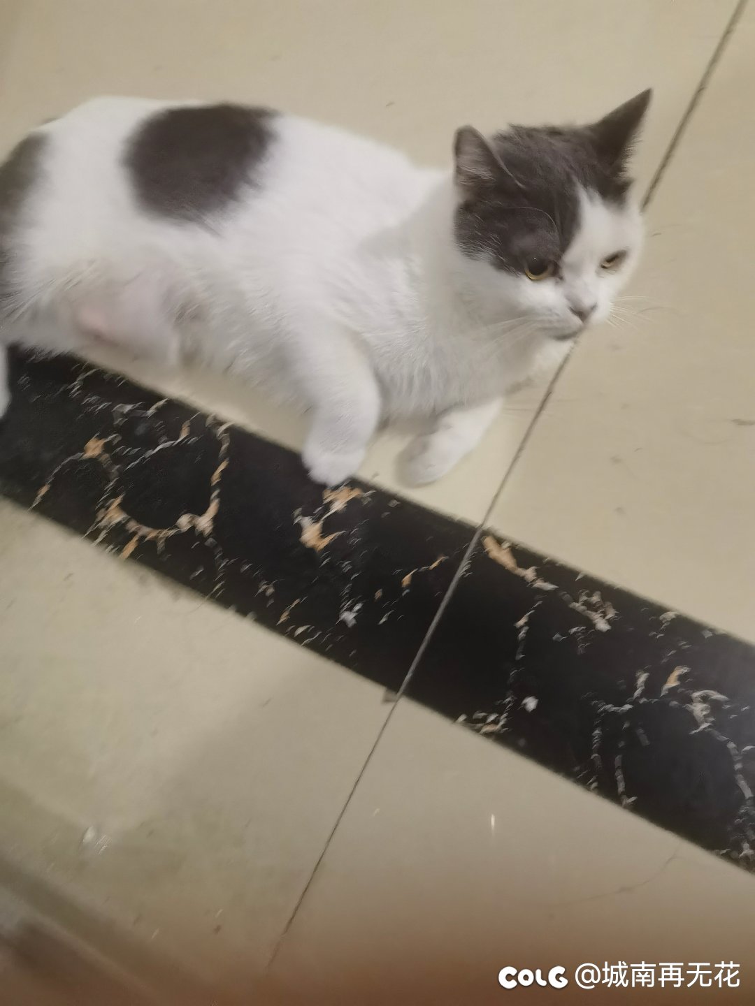 下班回家还能撸猫猫1