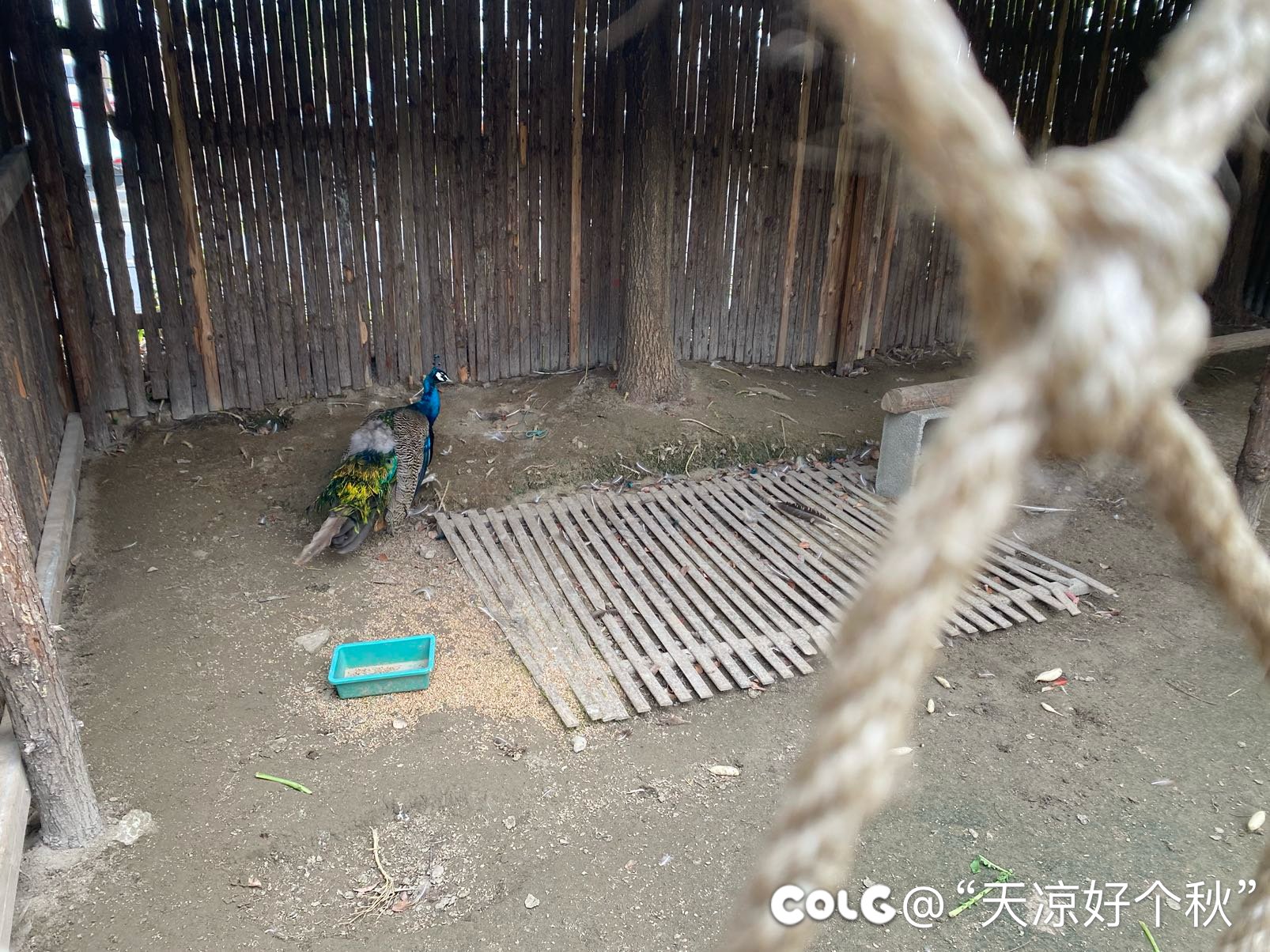 秋收的季节  乐享童趣18