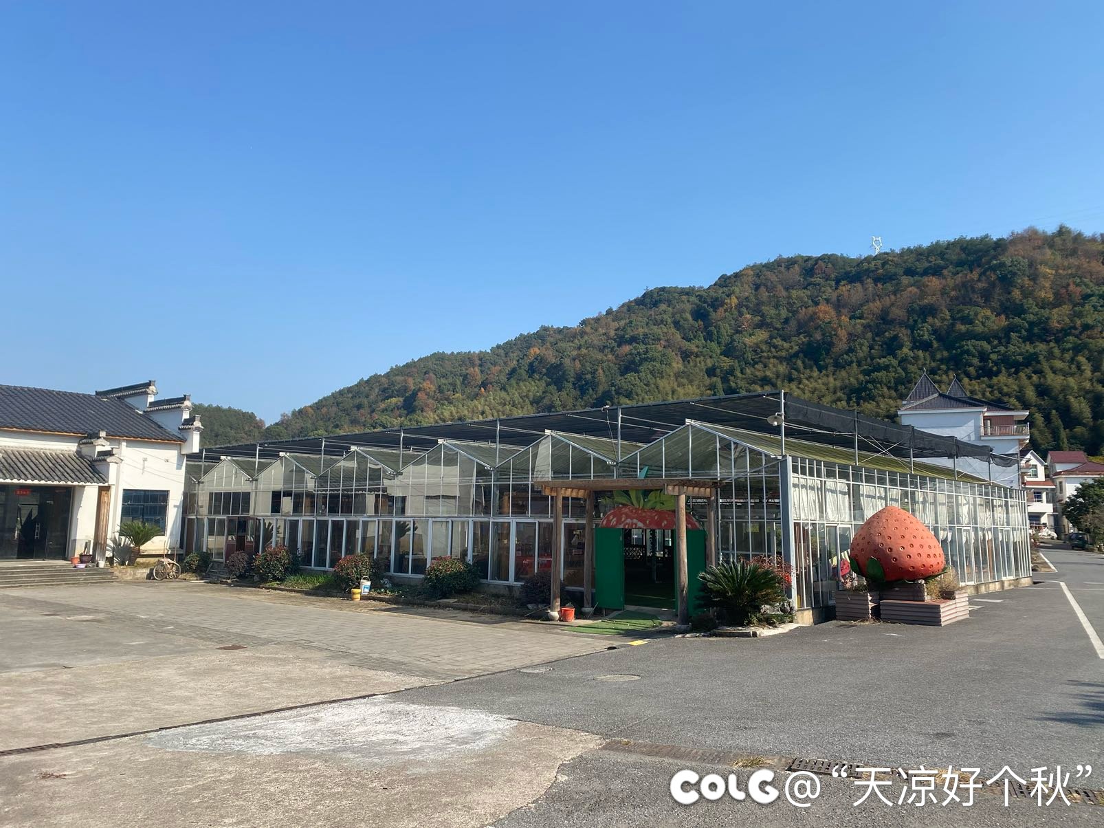 现在刚上市的草莓真是贵1