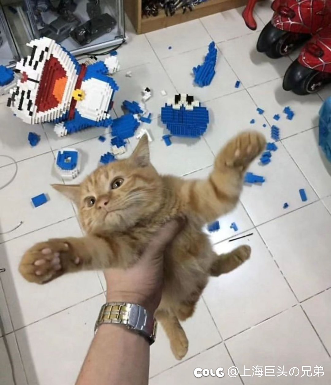 今日猫猫11.11
