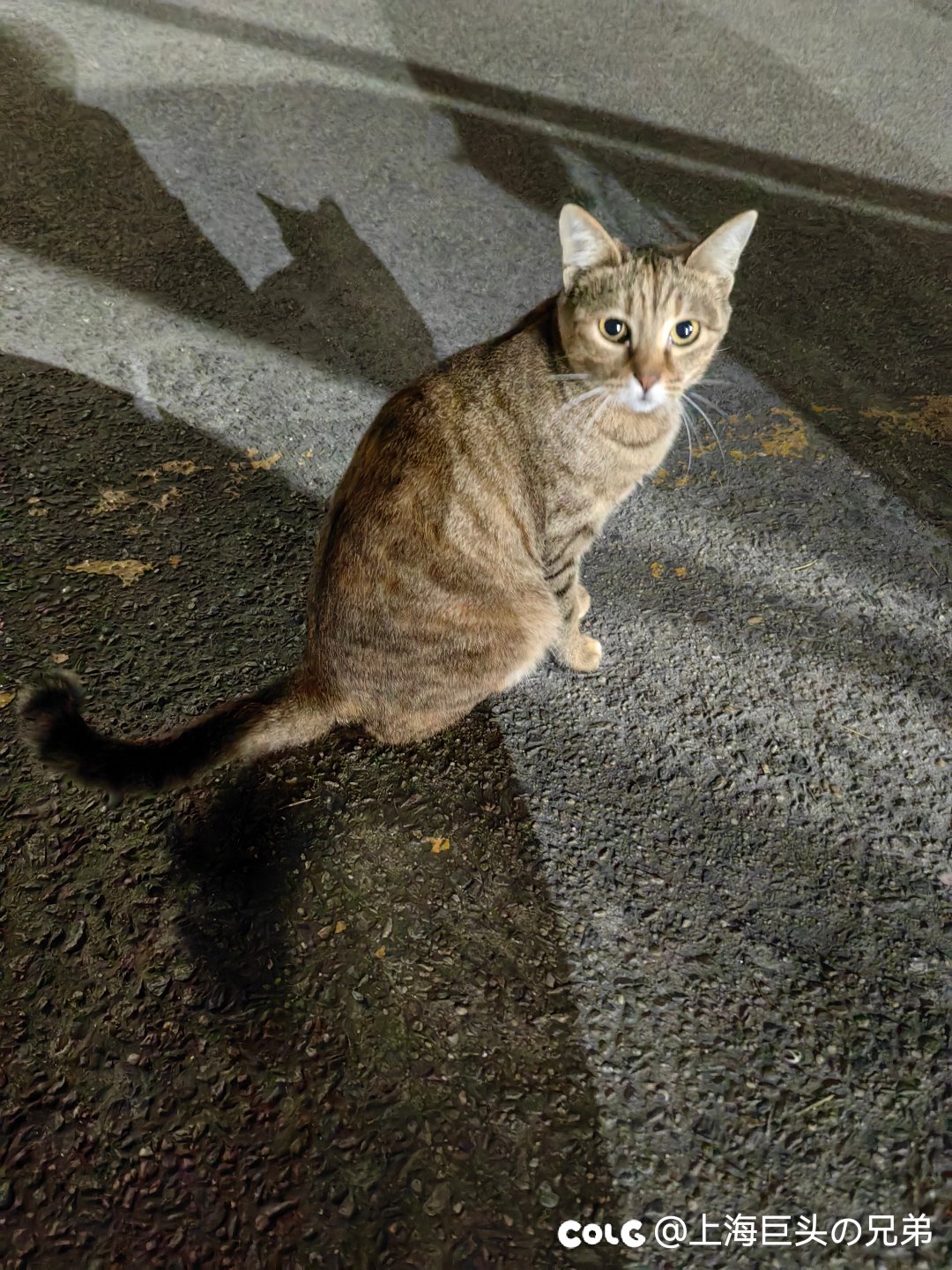 今日猫猫11.212
