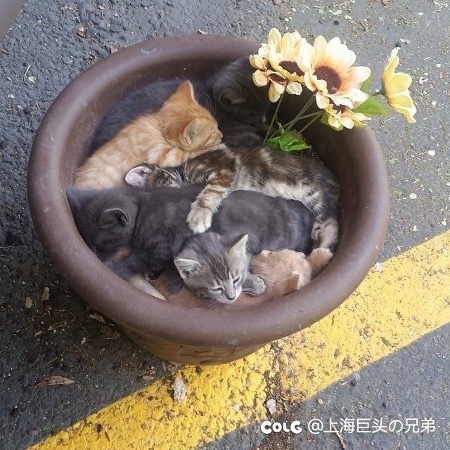 今日猫猫11.261