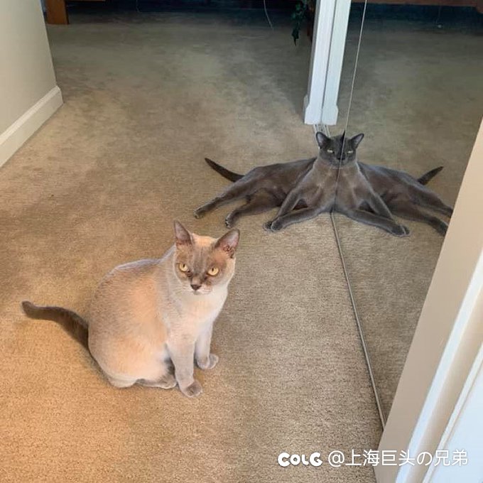今日猫猫11.271