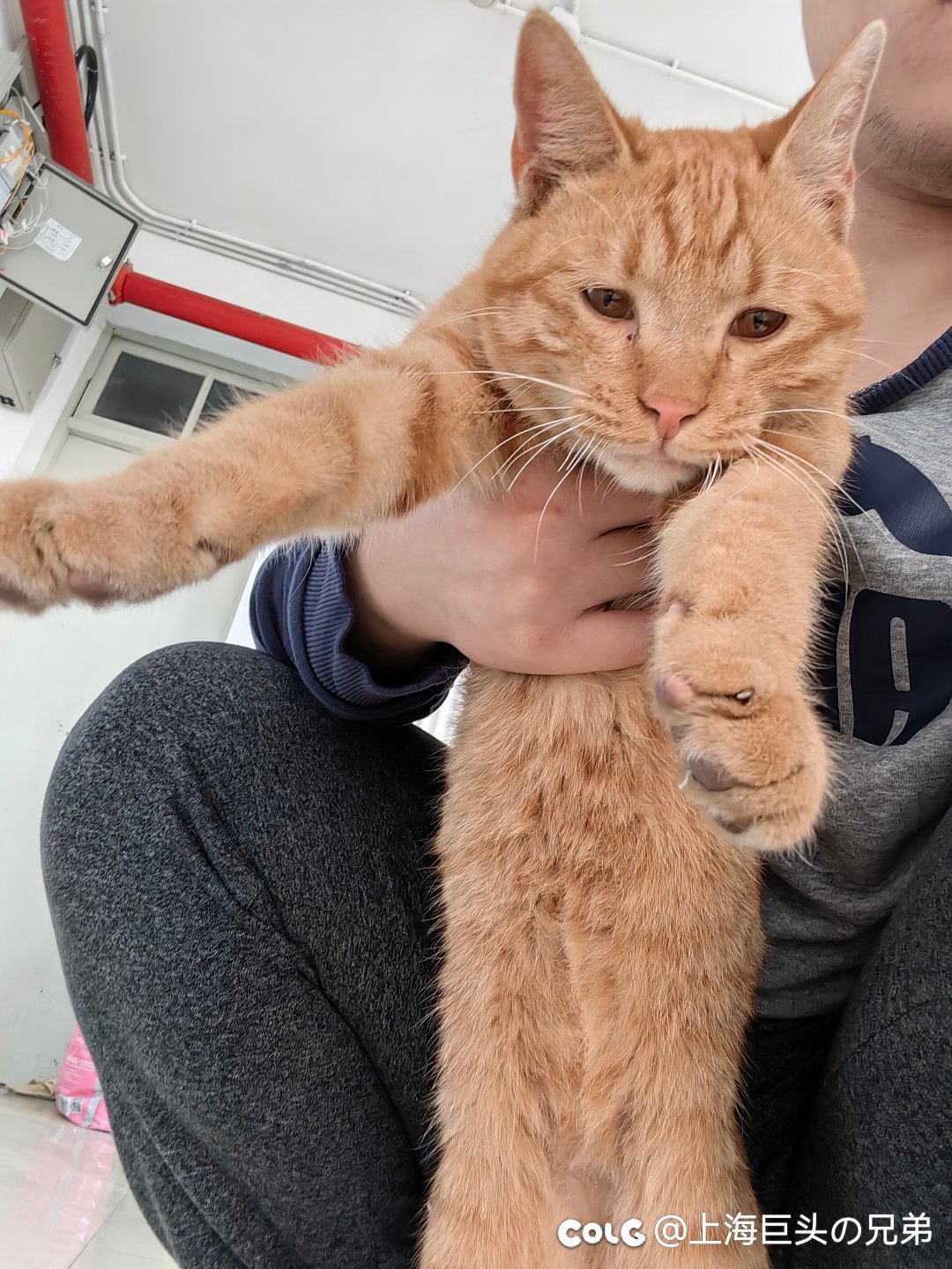 今日猫猫12.11