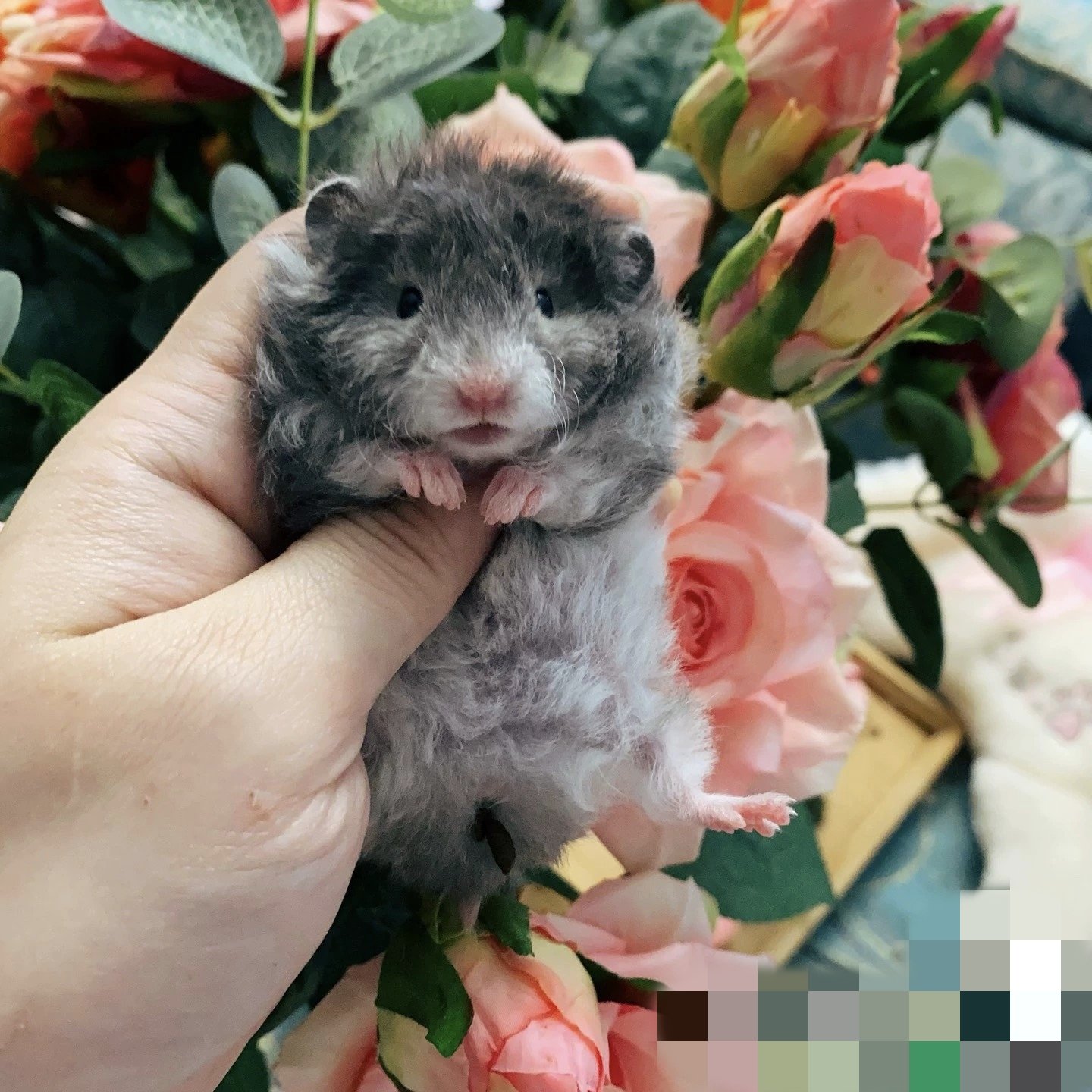 向熊类仓鼠进发。1