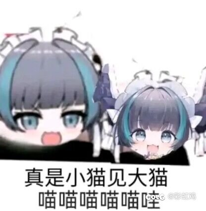 真是小猫见大猫，喵喵喵喵喵哇5