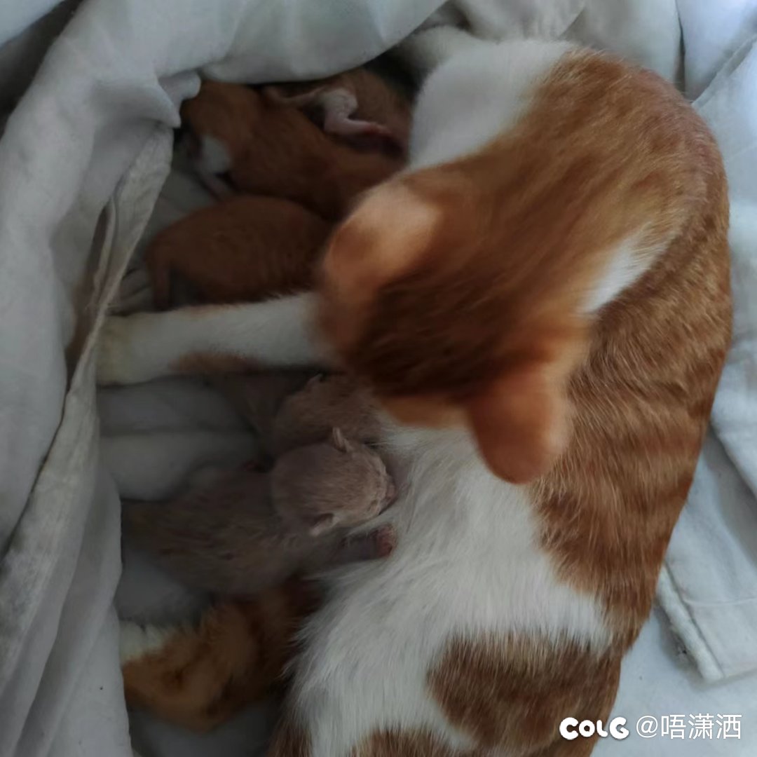 水猫混分贴：家里半身橘又生了5只1