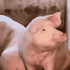 🐖瘾再犯：昨天卤水太香了，今天再搞一波5