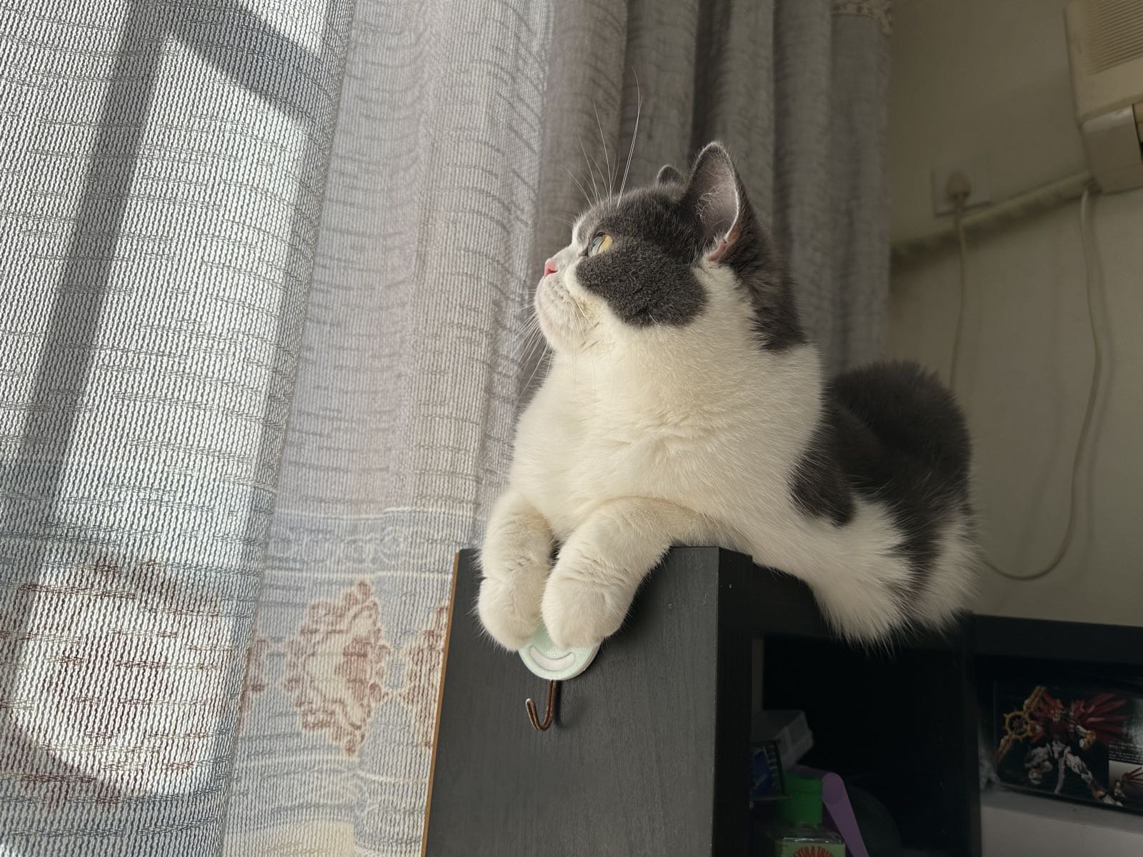 今天给家里的猫猫搞了几条鱼。。4
