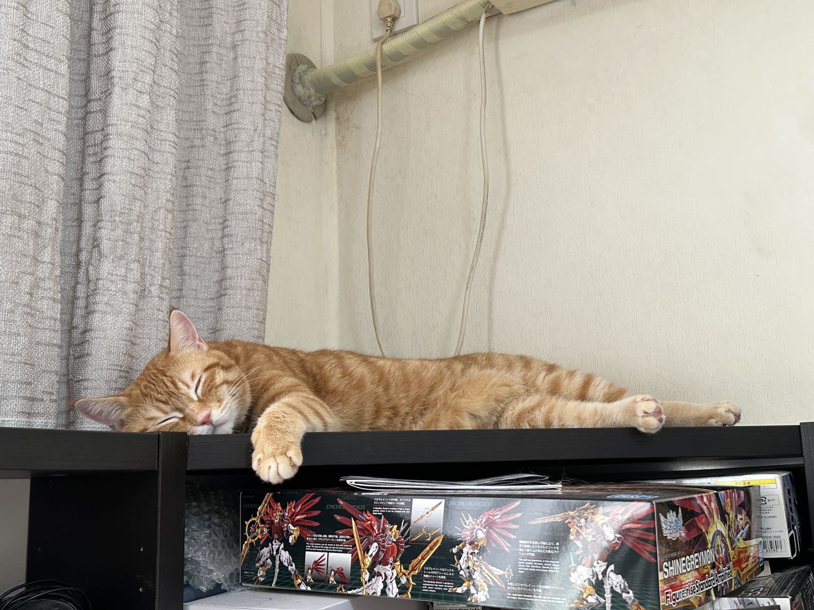 今天给家里的猫猫搞了几条鱼。。6