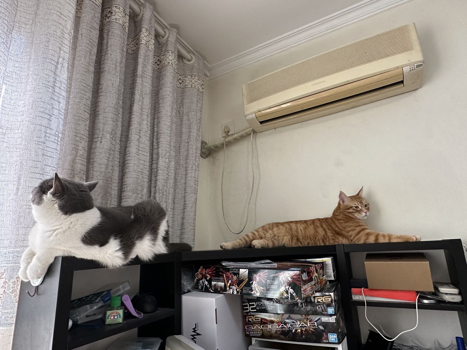 今天给家里的猫猫搞了几条鱼。。7