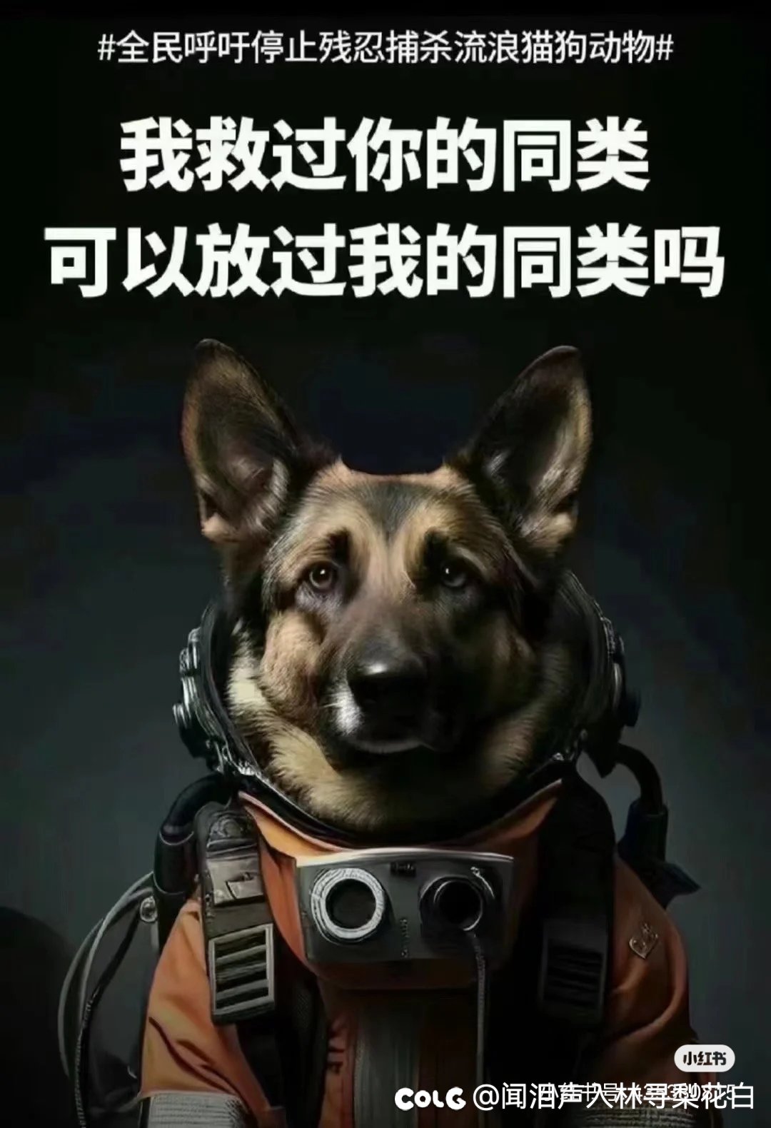 最近很火的图以及言论2