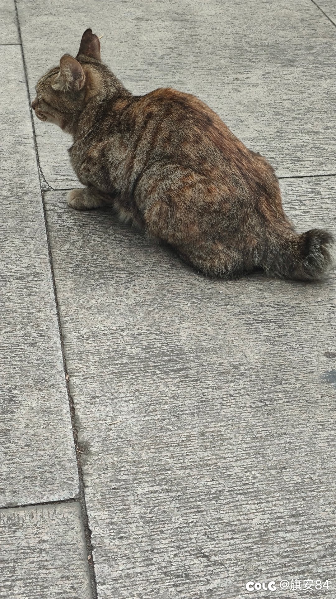 寺庙的咪咪2