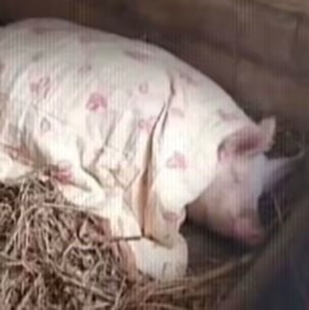 失眠流失明抗性戒指不触发1