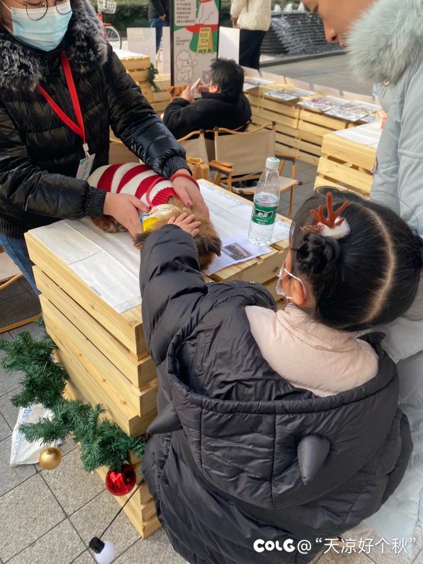 今日汪汪6