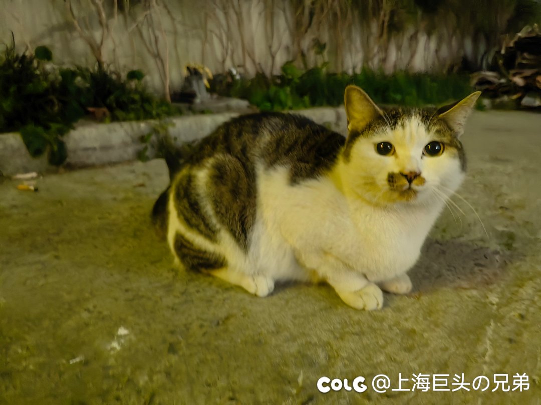 今日猫猫12.91