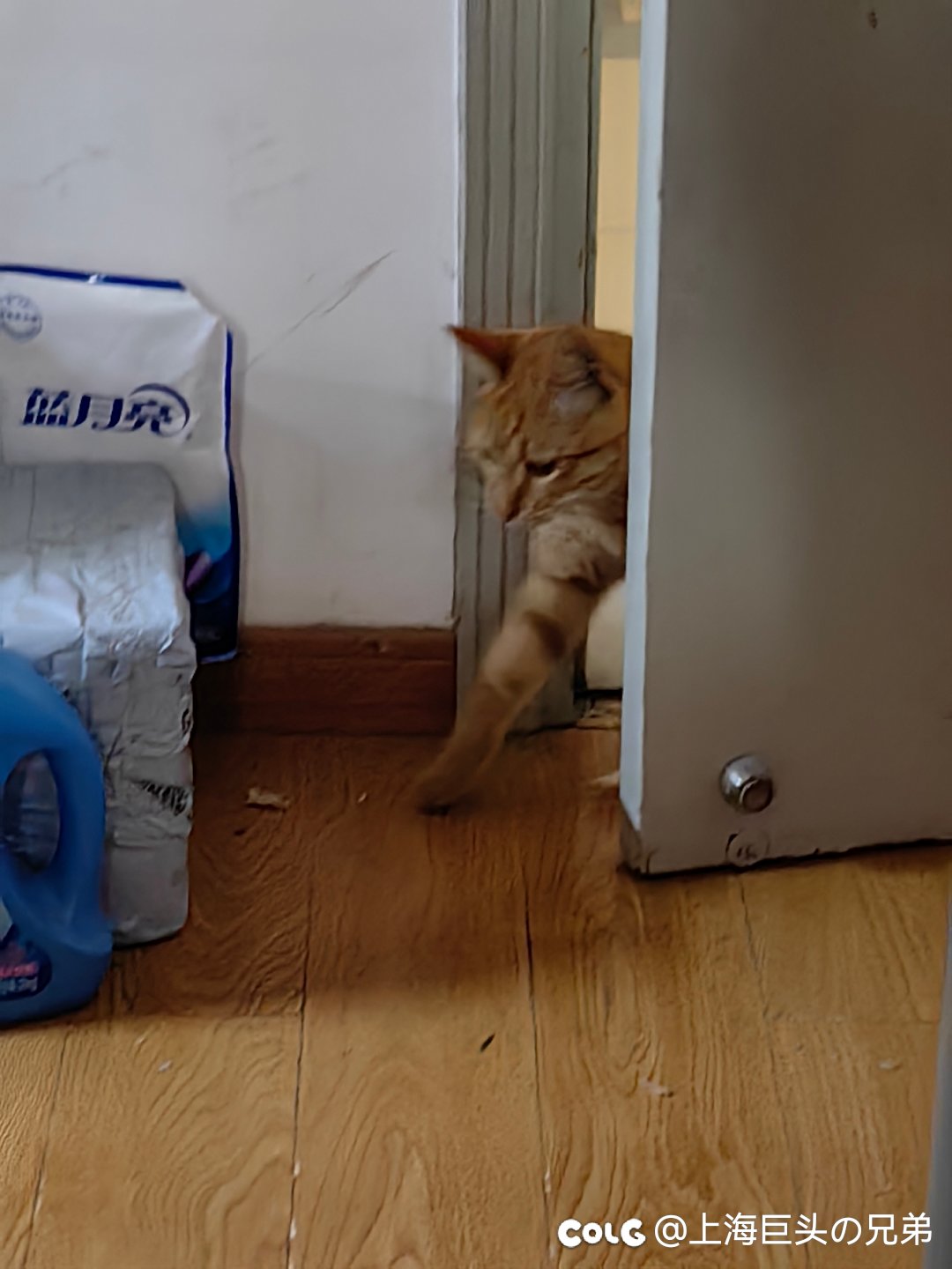 今日猫猫12.101