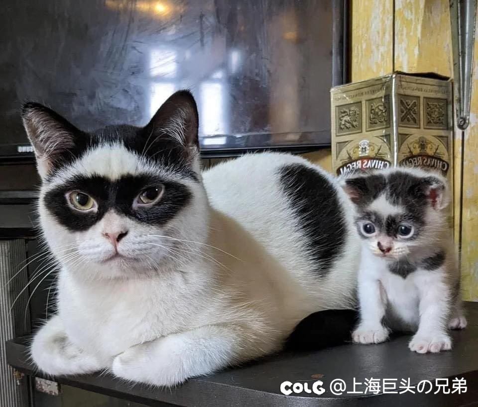 今日猫猫12.271