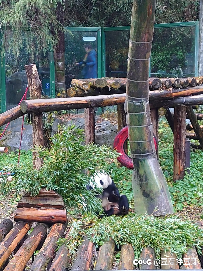 可爱！第一次看现场1